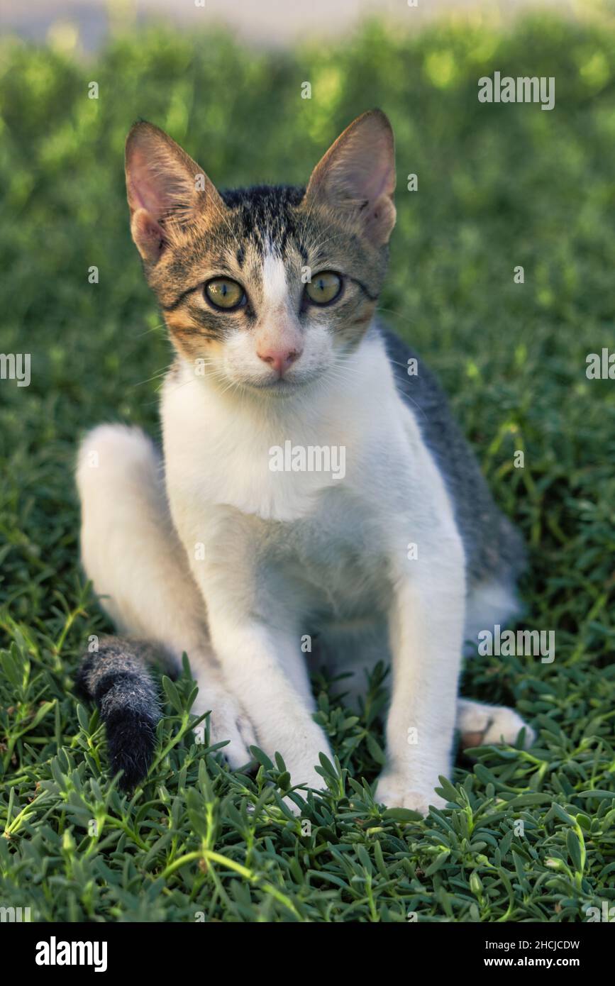 Vertikale Aufnahme eines niedlichen Kätzchens, das im Park auf dem Gras sitzt Stockfoto