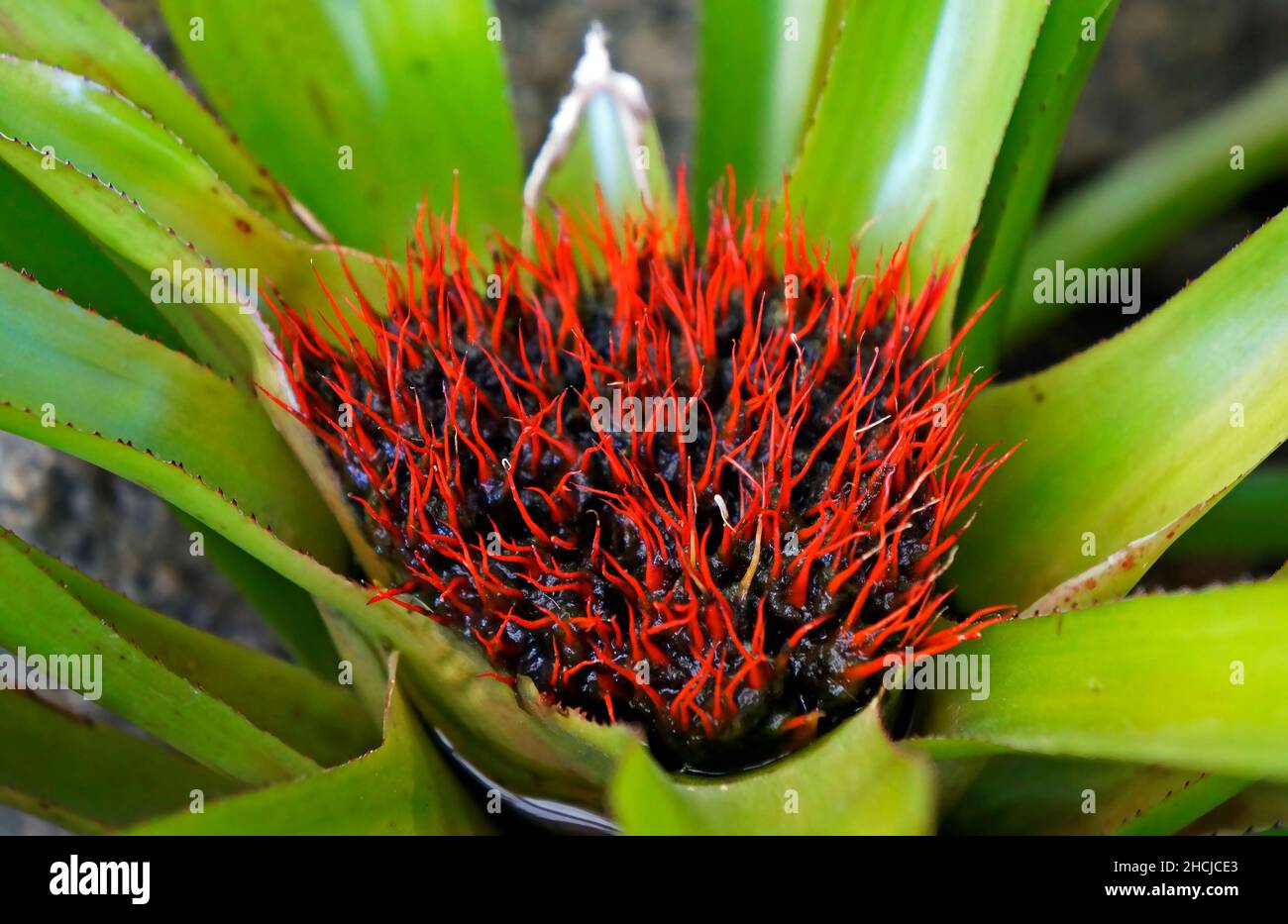 Bromelien Blumen auf tropischen Garten Stockfoto