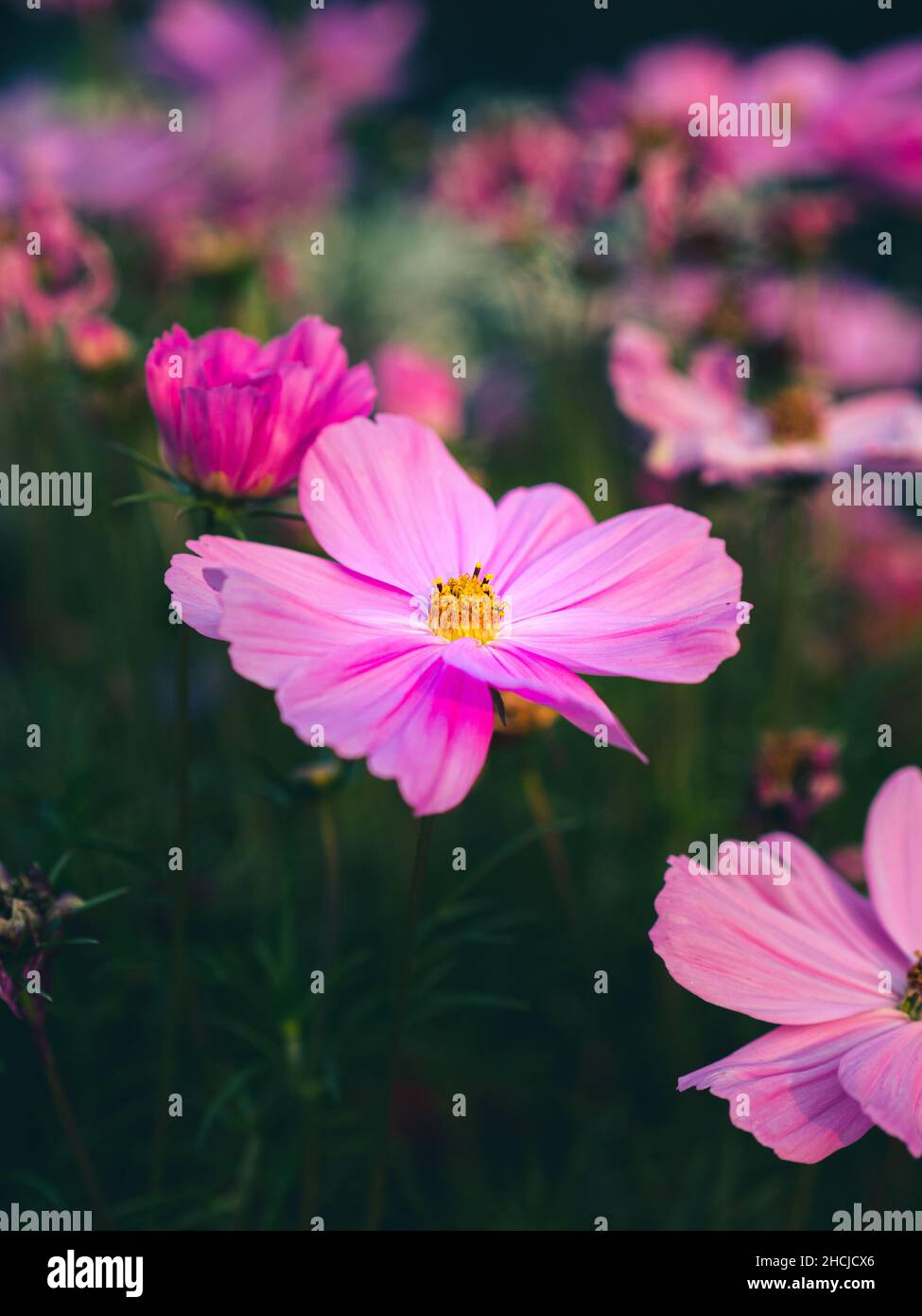 Vertikale Aufnahme der schönen, lila Cosmos Blume unter dem Sonnenlicht Stockfoto