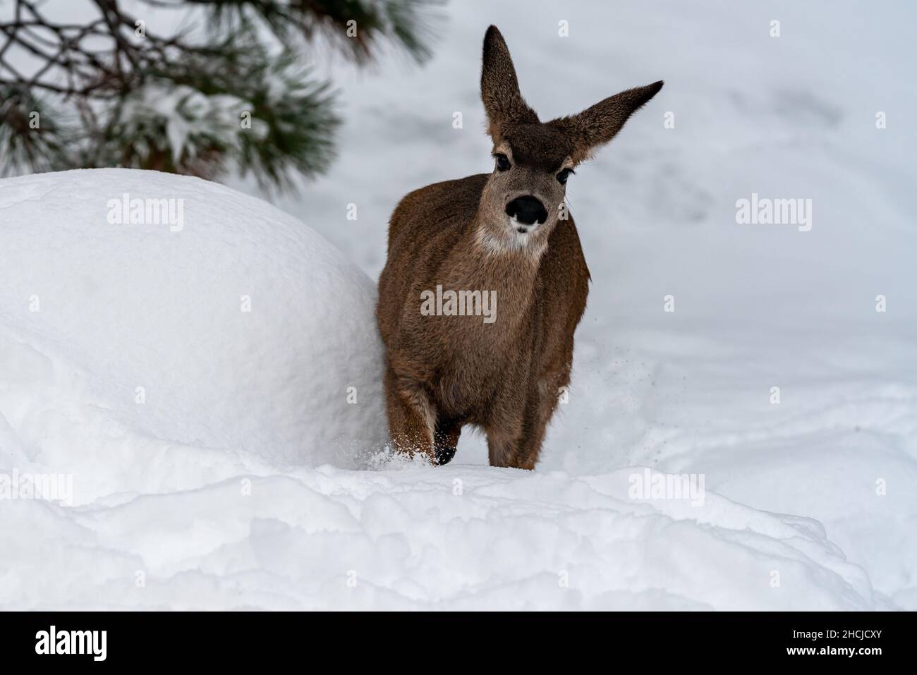 Weißschwanzhirse beim Laufen im Schnee. Oregon, Ashland, Cascade Siskiyou National Monument, Winter Stockfoto