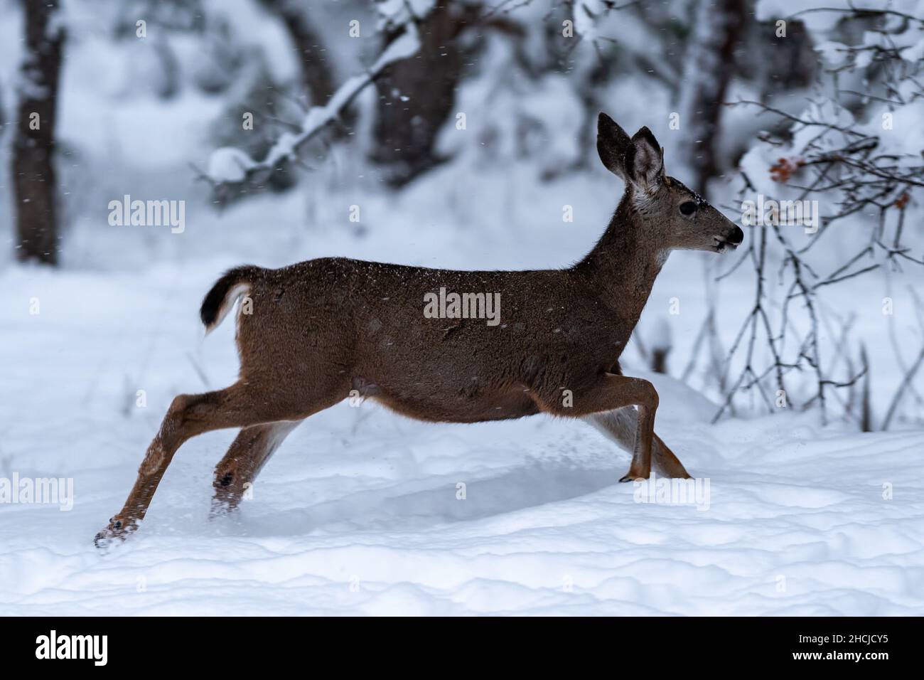 Weißschwanzhirse beim Laufen im Schnee. Oregon, Ashland, Cascade Siskiyou National Monument, Winter Stockfoto
