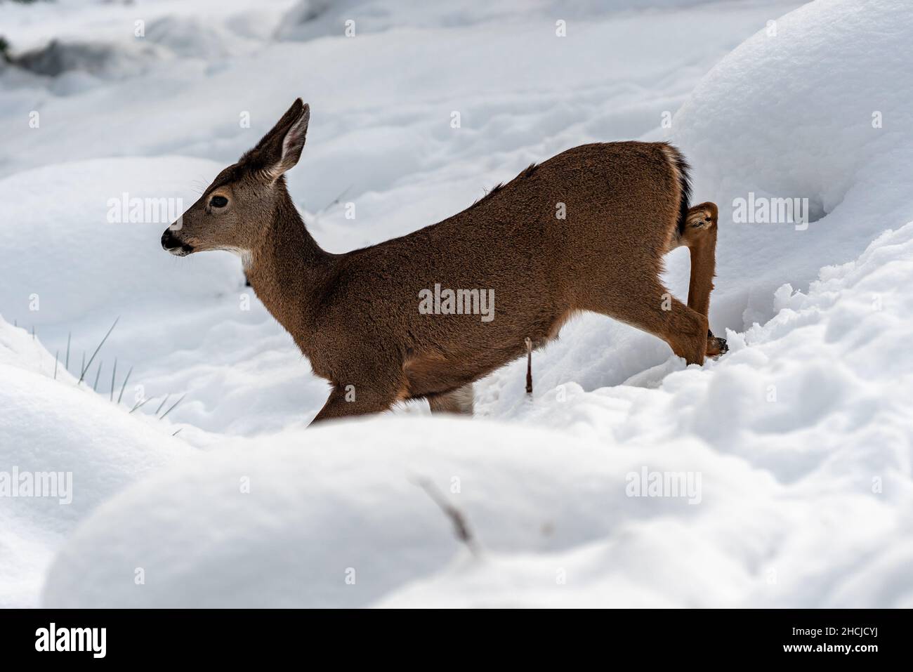 Weißschwanzhirse beim Laufen im Schnee. Oregon, Ashland, Cascade Siskiyou National Monument, Winter Stockfoto