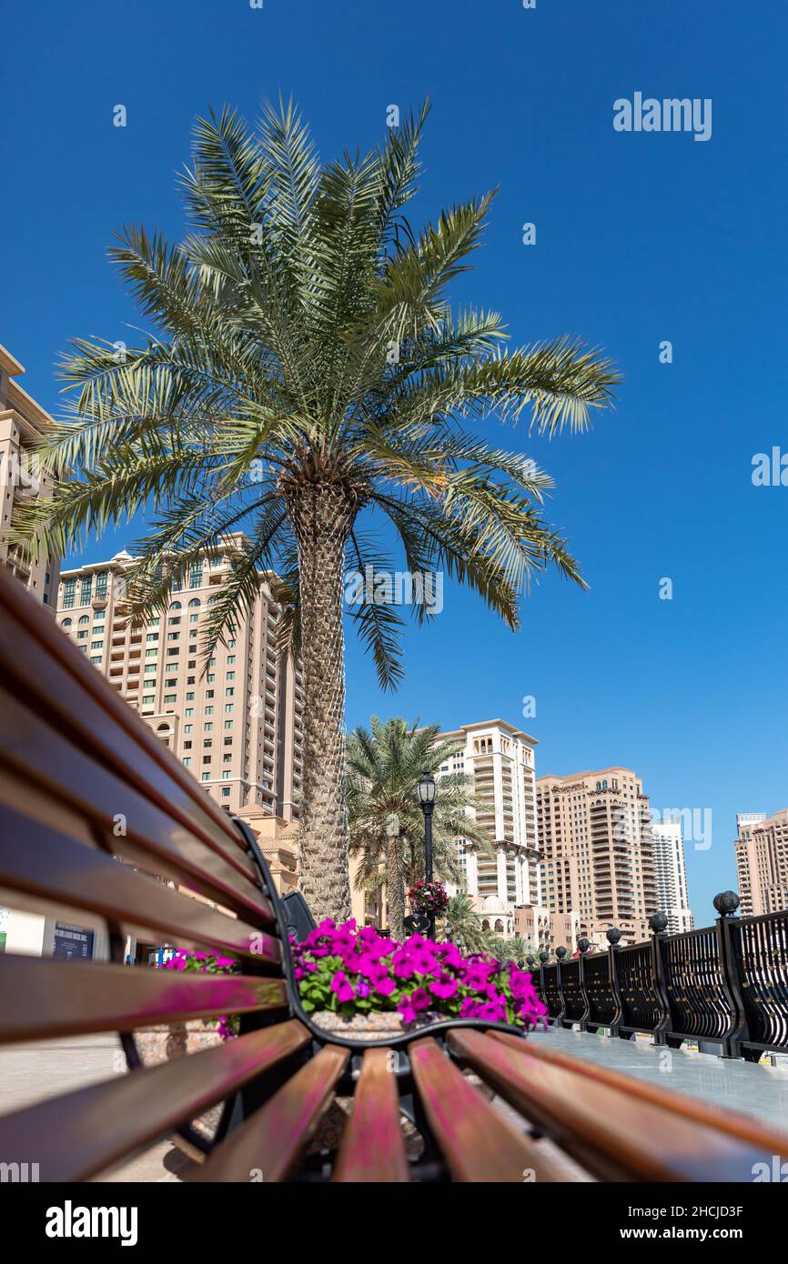 Seitenansicht von rosa Petunia Surfinia Blumen auf einer Holzbank unter einer Palme und einem sonnigen blauen Himmel Stockfoto