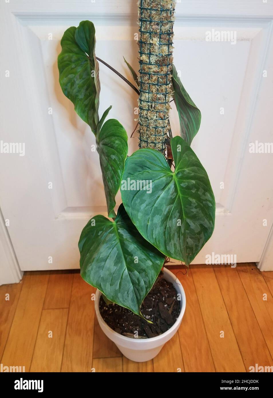 Eine kletternde Philodendron Verrucosum Pflanze, eine wunderschne  tropische Zimmerpflanze Stockfotografie - Alamy