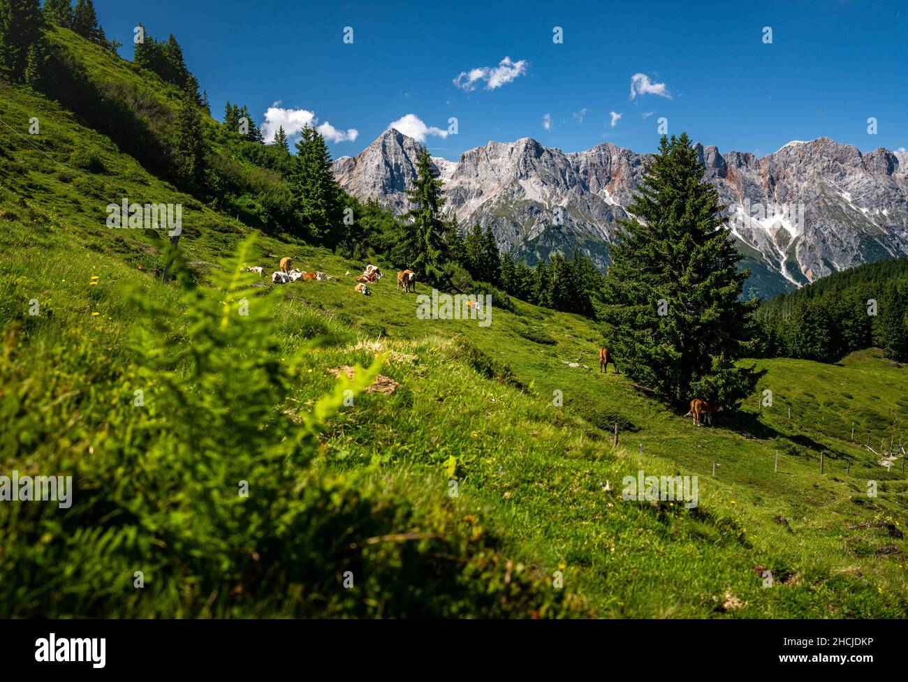 Kuhgruppe auf der Almwiese vor dem imposanten Hochkönig, Maria Alm, Salzburg, Österreich Stockfoto