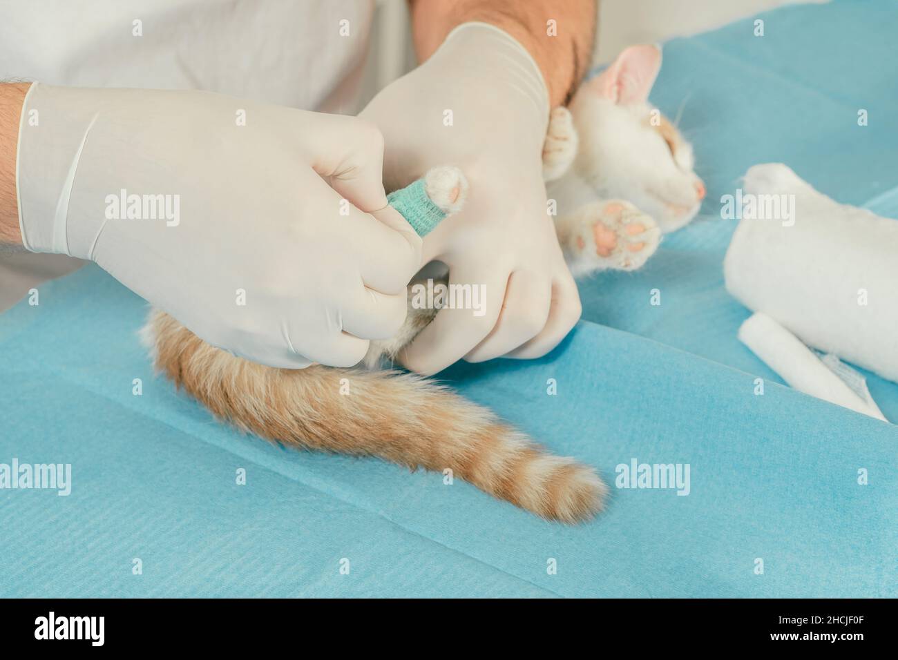 Hände eines männlichen Tierarztes in Handschuhen halten weiße und rotbraune Kätzchen auf dem Tisch zur medizinischen Untersuchung und binden verletzte Pfote mit grüner selbstfixierenden Ba Stockfoto