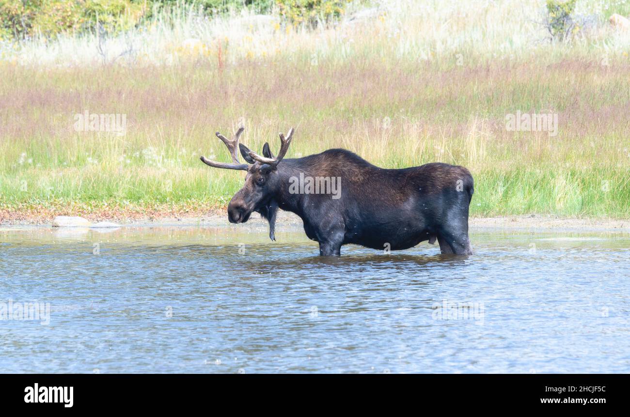 Ein erwachsener Bullenelch (Alces alces), der in einem Bergsee in den Bergen von Colorado steht Stockfoto