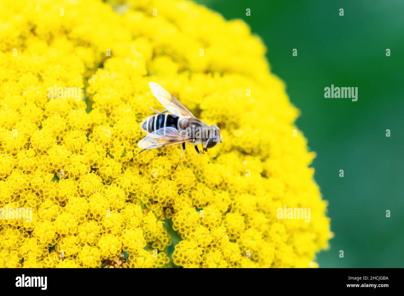 Eine europäische Drohnenfliege (Eristalis arbustorum) sucht Pollen auf einer leuchtend gelben Blume Stockfoto