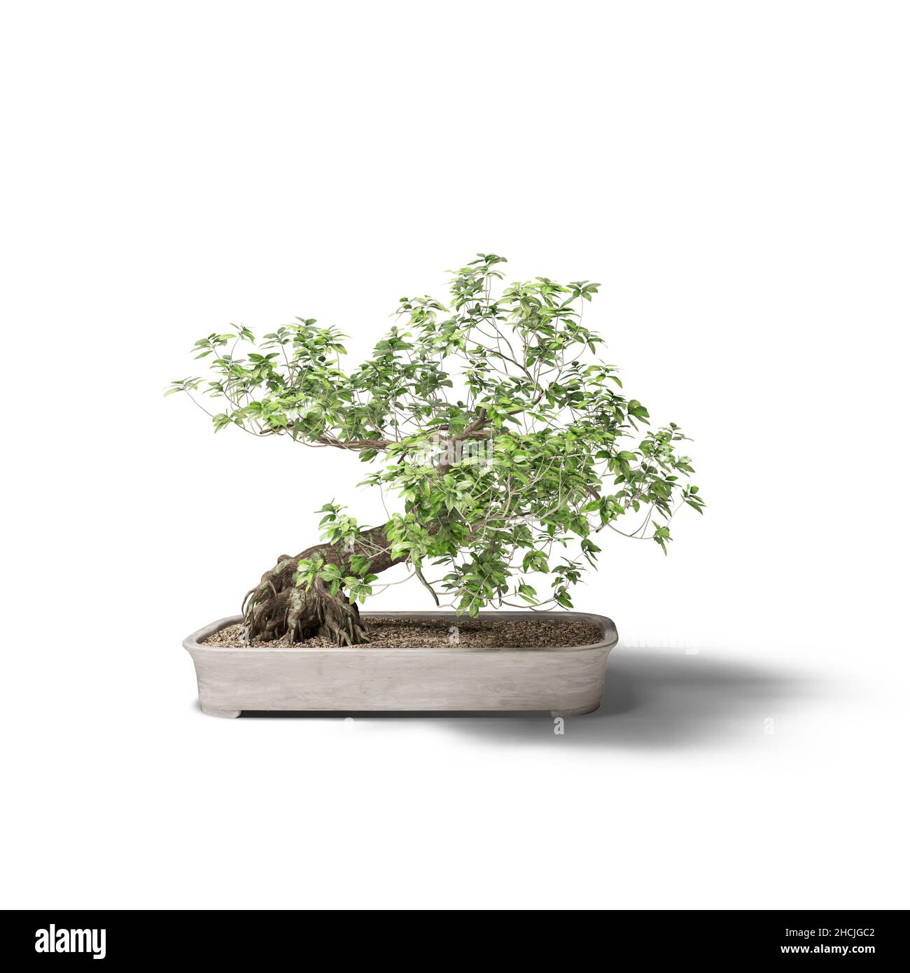 Chinese bonsai tree Ausgeschnittene Stockfotos und  bilder   Alamy