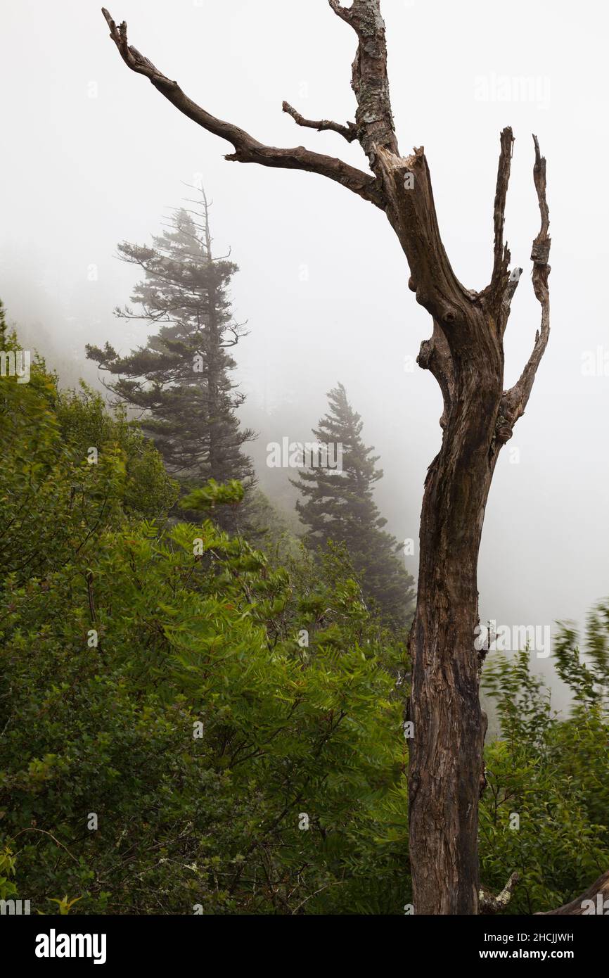 Appalachian Trail in den Great Smoky Mountains Stockfoto