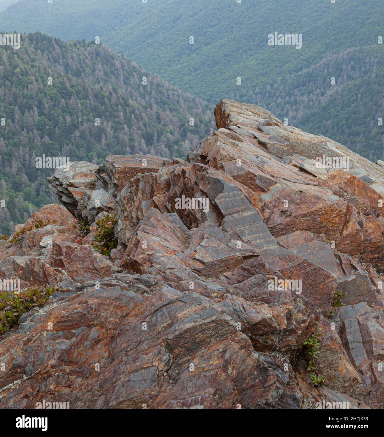 Charlie's Bunion auf dem Appalachian Trail in den Great Smoky Mountains Stockfoto