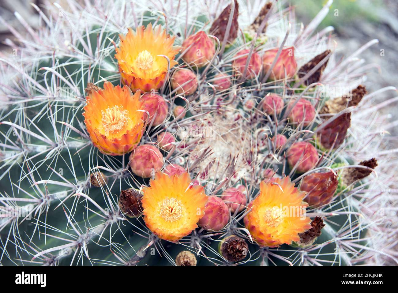 Fishhook Barrel Cactus (Ferocactus wislezeni) in voller Blüte Stockfoto