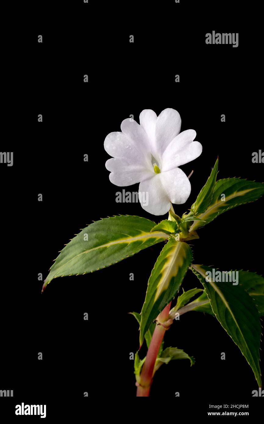 Neue Meerschweinchen- oder Impatiens-Hawkeri-Blume, Nahaufnahme einer weißen Blüte mit stacheligen Blättern auf schwarzem Hintergrund Stockfoto