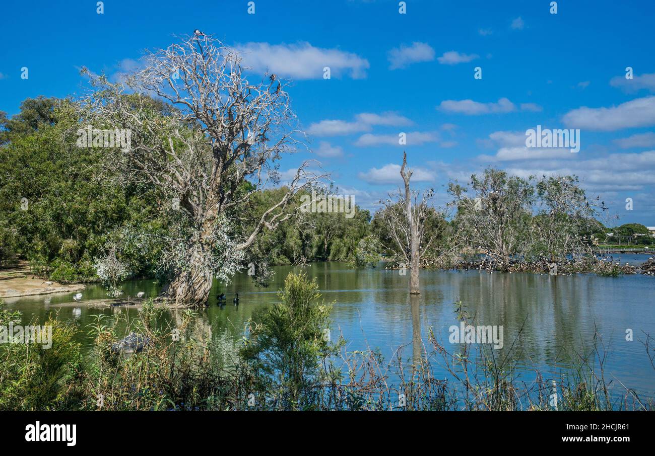 Die Agnes Watson-Lagunen in den Botanischen Gärten von Bundaberg sind von über 114 Vogelarten bevölkert, Bundaberg, Queensland, Australien Stockfoto