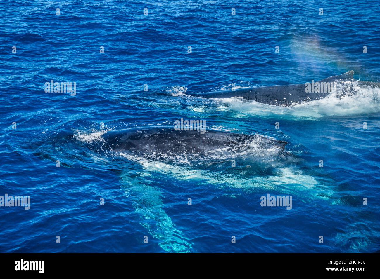Zwei auftauchende Buckelwale (Megaptera novaeangliae) in der Korallensee bei Hervey Bay, Queensland, Australien Stockfoto