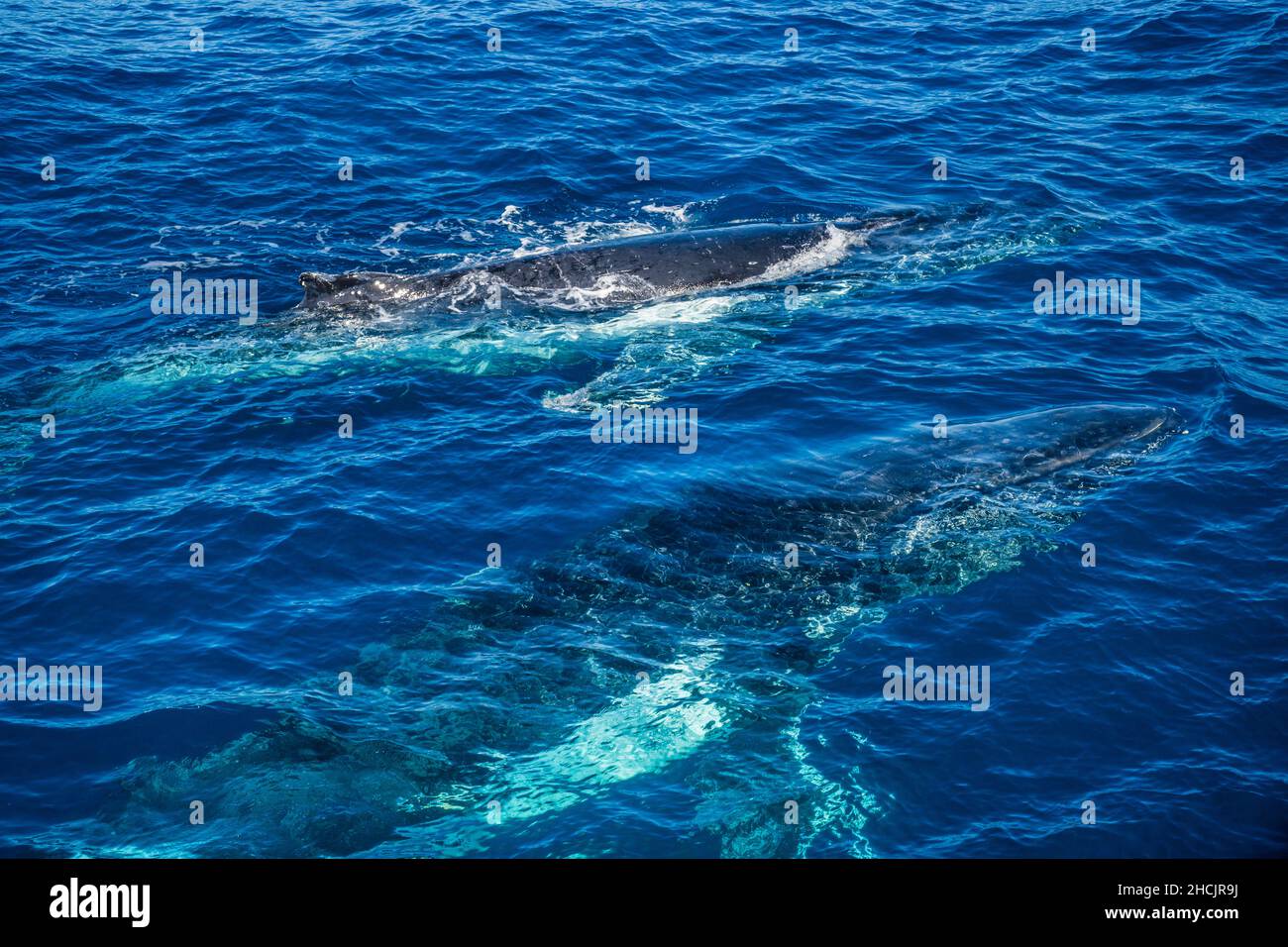 Zwei auftauchende Buckelwale (Megaptera novaeangliae) in der Korallensee bei Hervey Bay, Queensland, Australien Stockfoto