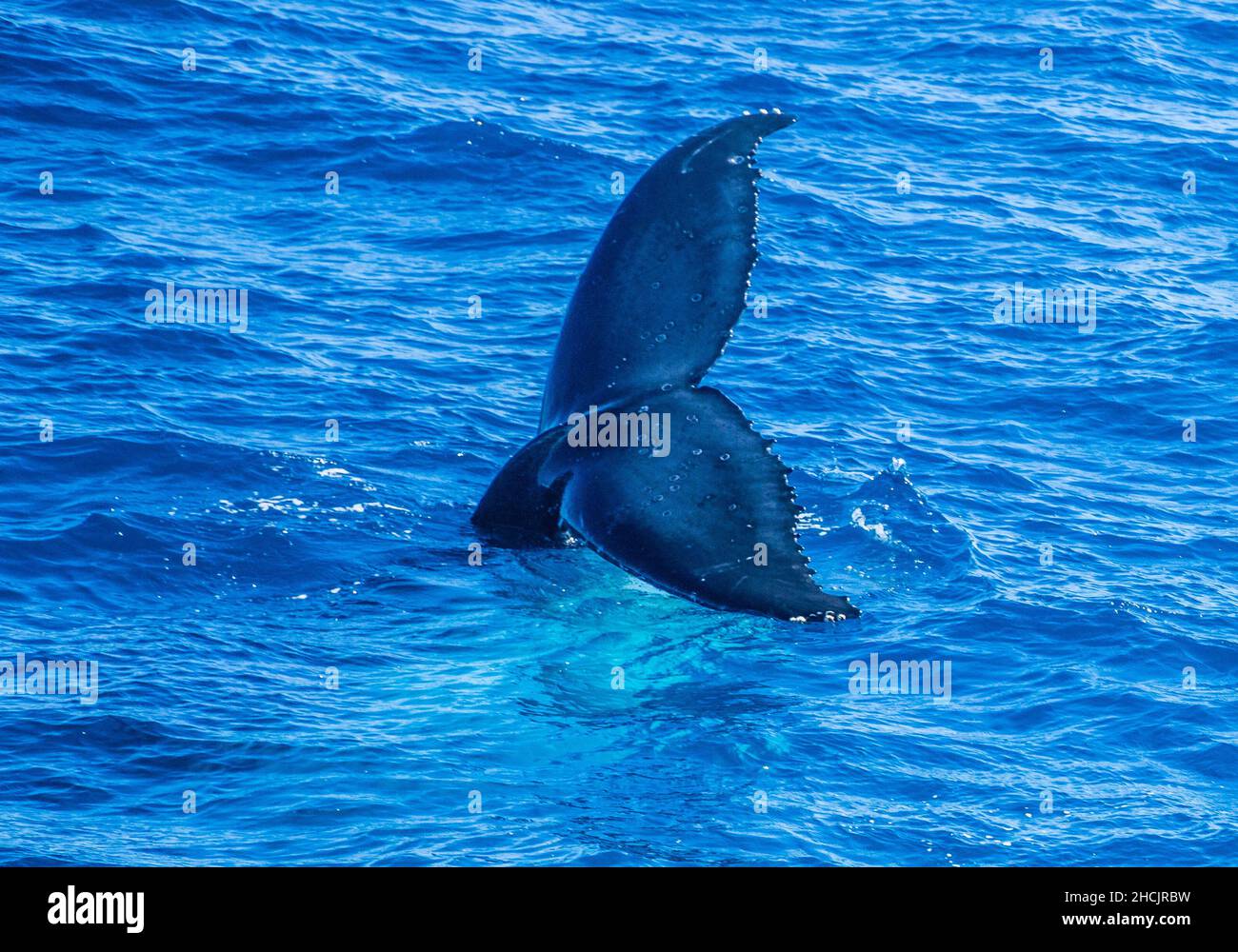 Der fluchte Schwanz eines Buckelwals (Megaptera novaeangliae) ragt über die Oberfläche, als er kurz vor dem Eintauchen in das Korallenmeer in Hervey Bay, Queensla, steht Stockfoto