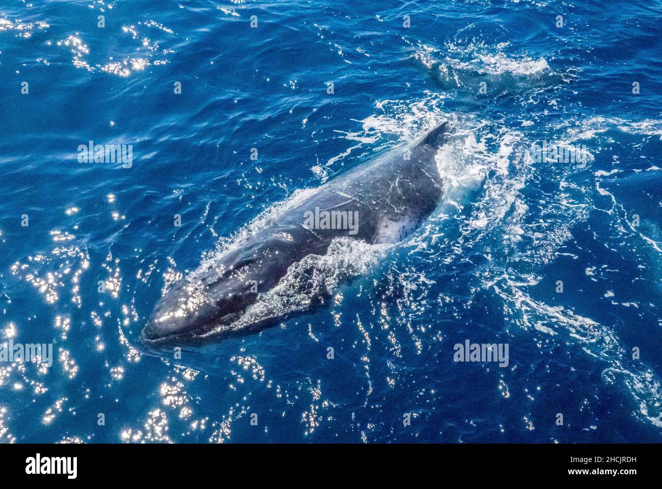 Auftauchenden Buckelwal (Megaptera novaeangliae) in der Korallensee bei Hervey Bay, Queensland, Australien Stockfoto