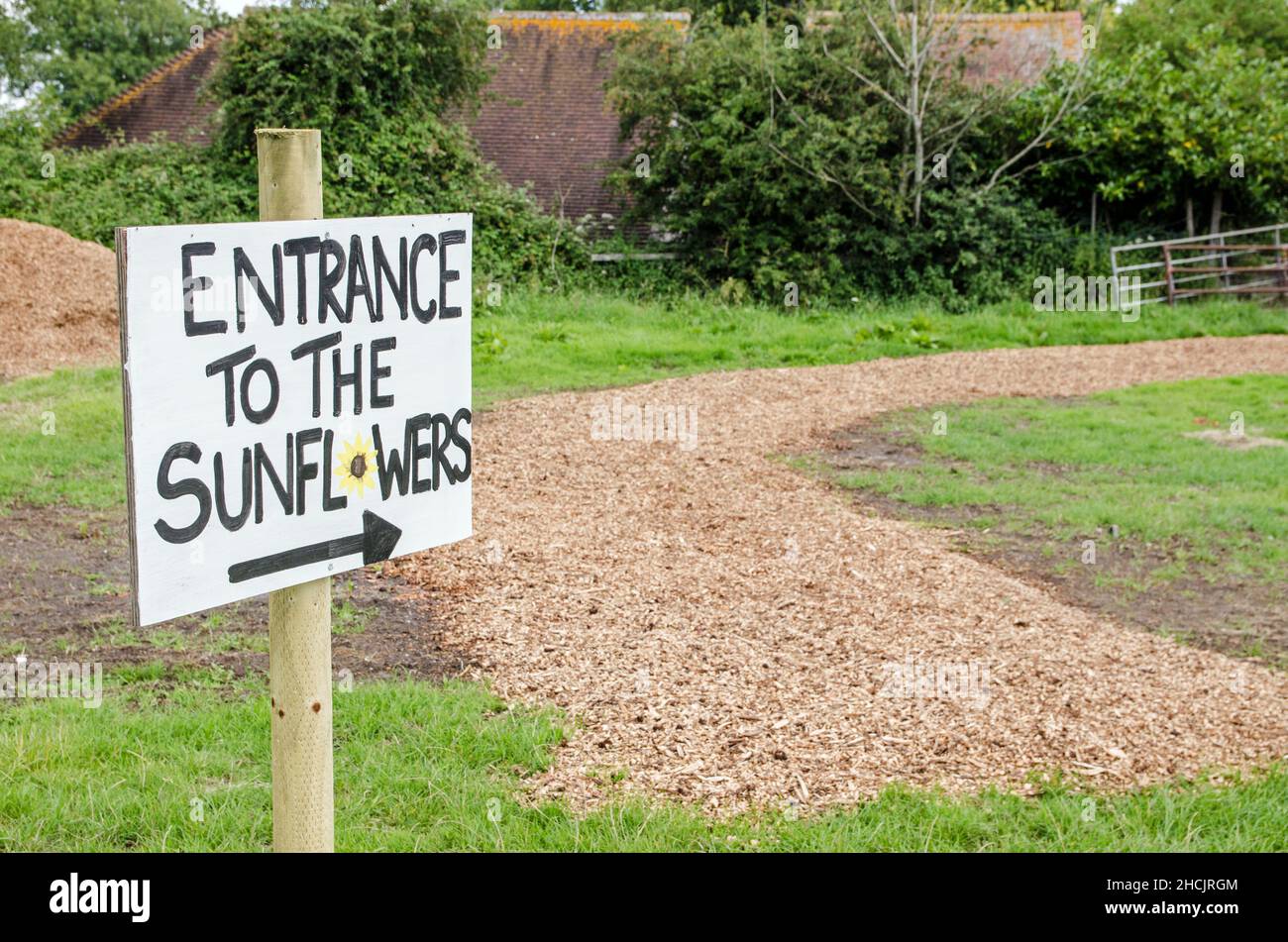 Ein handgemaltes Schild, das den Weg zu einem Sonnenblumenfeld in der Landschaft von Hampshire zeigt. Outdoor-Attraktionen haben sich als beliebt erwiesen, da Menschen Krähen vermeiden Stockfoto