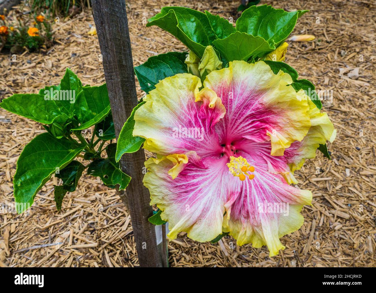 Spektakulärer Hybrid der Hibiscus rosa-sinensis Tropenpflanze 'Cecilia Whyatt2 Stockfoto
