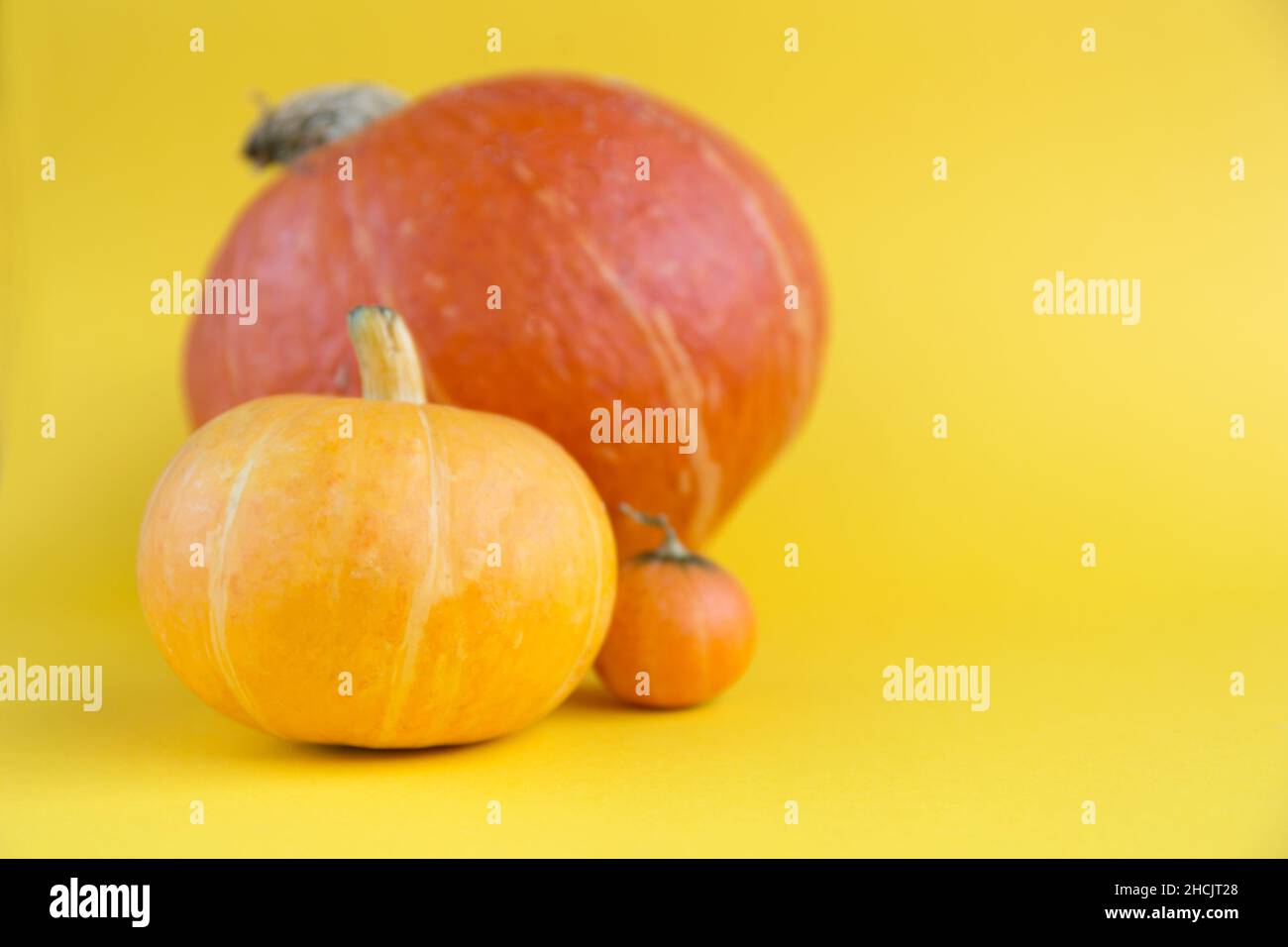 Große und kleine frische Kürbisse auf gelbem Hintergrund. Stockfoto