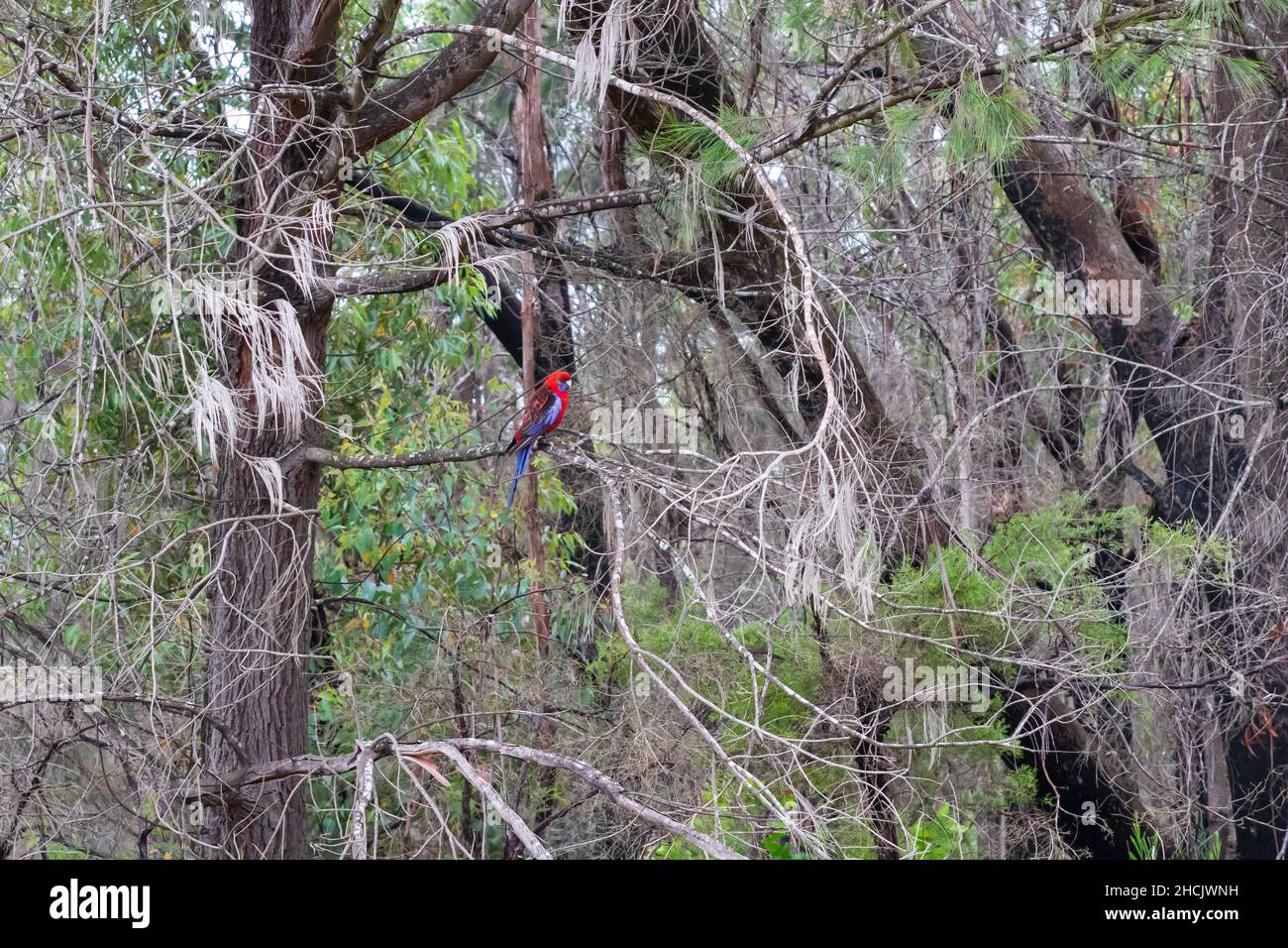 Foto eines rot-blauen australischen Crimson Rosella-Papageien, der auf einem toten Ast in einem großen Wald in den Blue Mountains in Australien sitzt Stockfoto