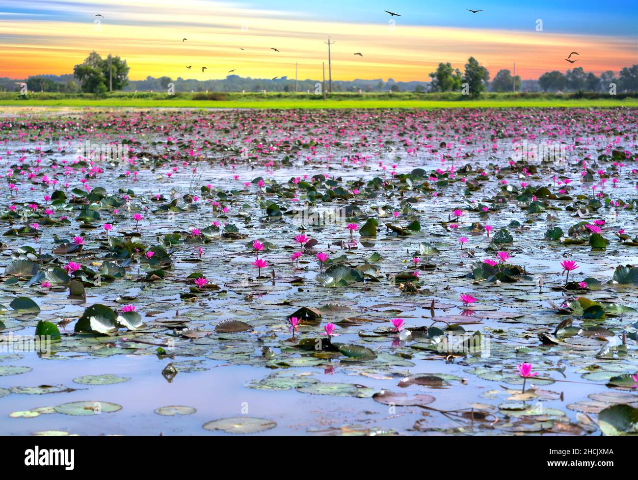 Felder Seerosen blühen in einer großen überfluteten Lagune. Blumen wachsen natürlich, wenn das Hochwasser hoch ist, repräsentieren die Reinheit, Einfachheit Stockfoto