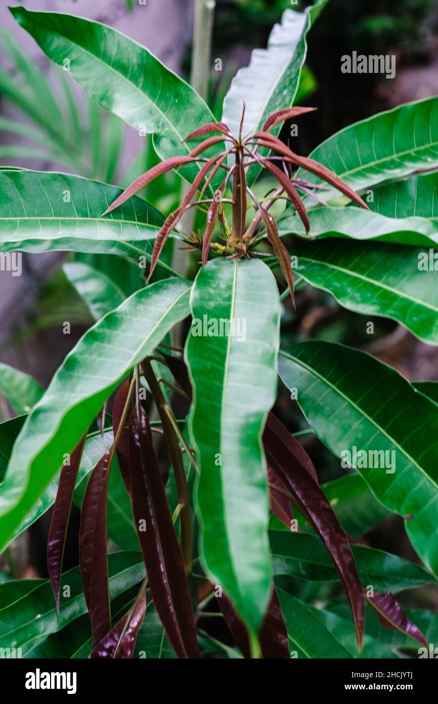 Nahaufnahme von wachsenden Mangobaumblättern, wo rötliche Färbung für neue Blätter und grüne ledrige glänzende Textur für Erwachsene Blätter vorhanden sind. Hochformat. Stockfoto