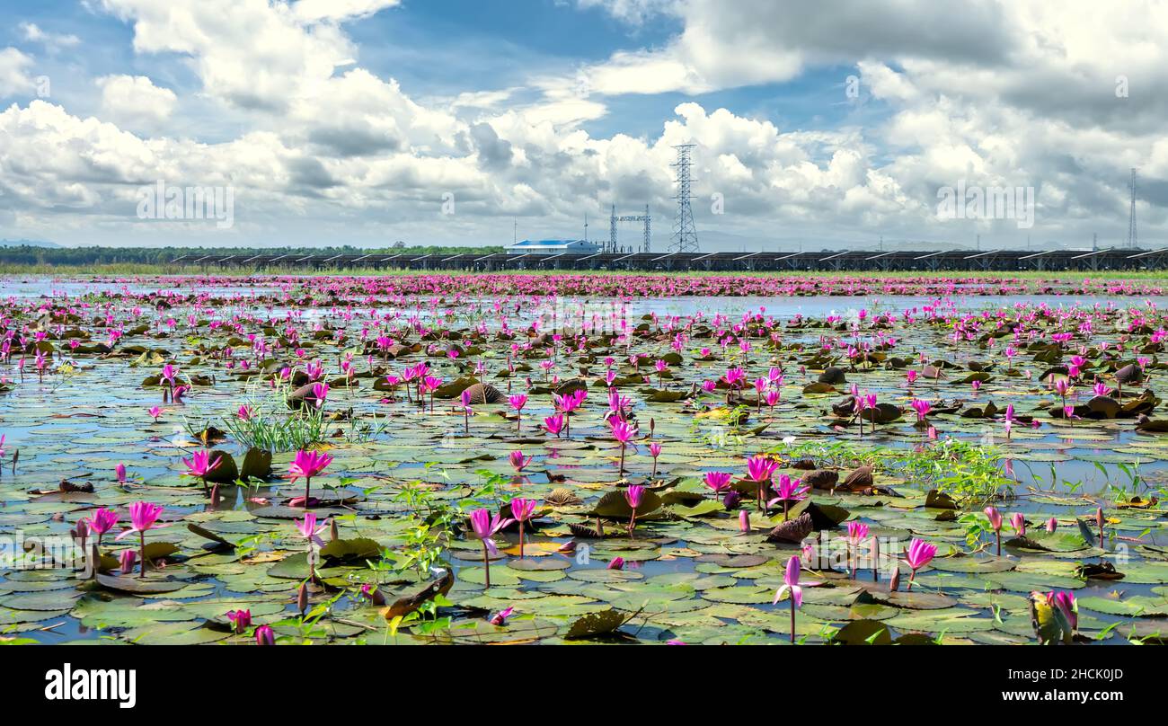 Felder Seerosen blühen in einer großen überfluteten Lagune. Blumen wachsen natürlich, wenn das Hochwasser hoch ist, repräsentieren die Reinheit, Einfachheit Stockfoto