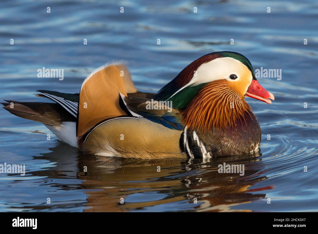Eine Nahaufnahme einer Mandarinente (Aix galericulata), die bei Sonnenuntergang im Wasser schwimmt. Stockfoto