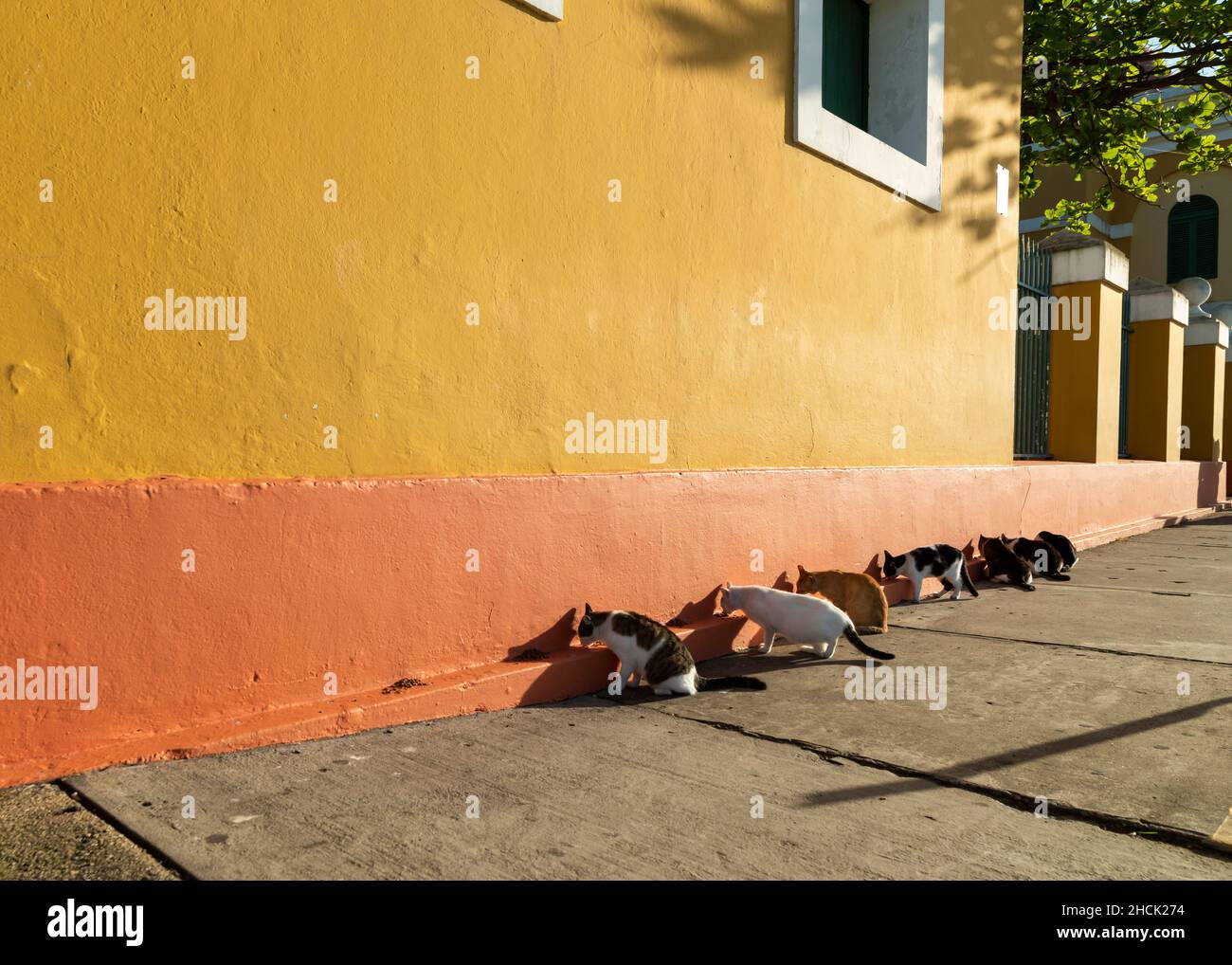 An einer hell bemalten Wand in der San Juan Straße in der Nähe von Castillo San Felsam del Morro standen Katzen für ein Essen an Stockfoto