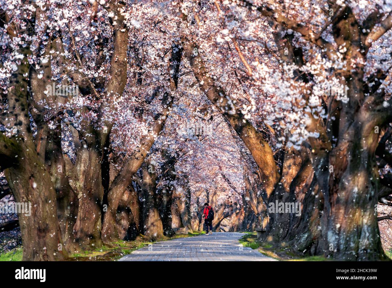 Reihe von Kirschblütenbaum mit Kirschblüten fallen Blütenblätter im Frühling, Kyoto in Japan. Stockfoto