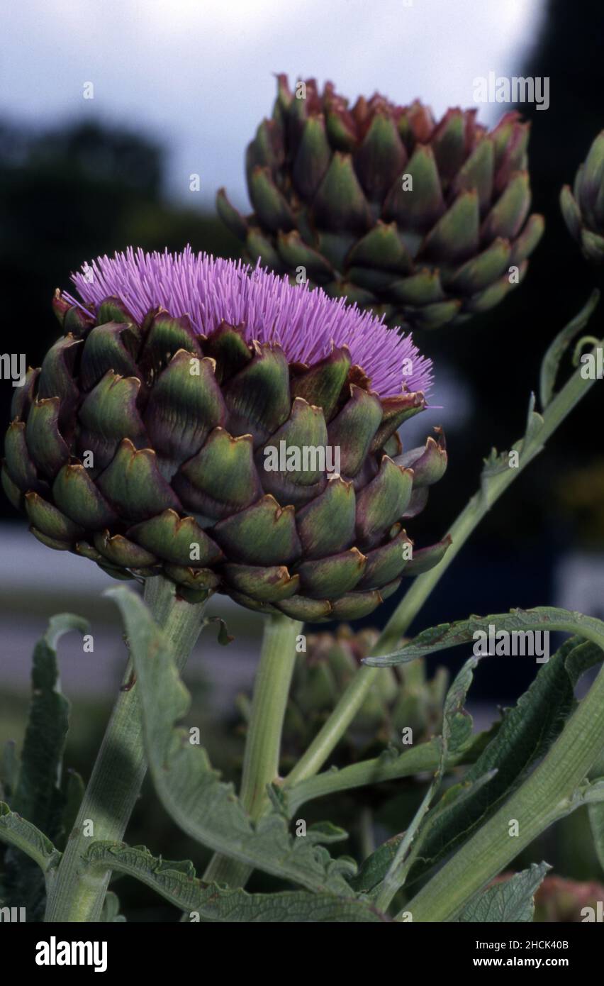 GLOBUS ARTISCHOCKEN (CYNARA SCOLYMUS) IN DER BLÜTE. DER ESSBARE TEIL IST, BEVOR DIE PFLANZEN BLÜHEN. NEW SOUTH WALES, AUSTRALIEN. Stockfoto