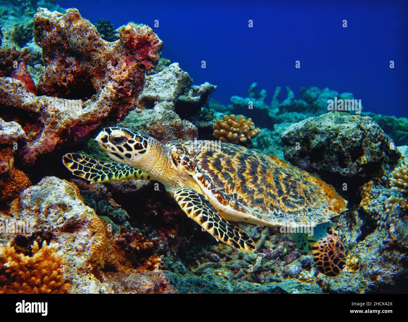 Eine Meeresschildkröte in den unberührten Gewässern des Kwajalein-Atolls Stockfoto