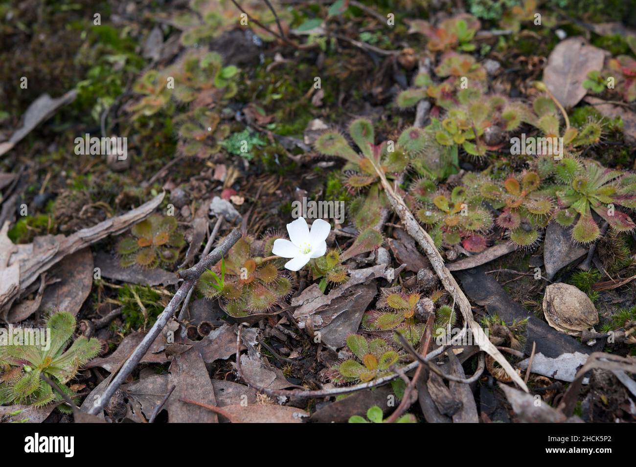 Im Hochkins Ridge Flora Reserve in Croydon wartet eine Kolonie von duftenden Sundaws (Drosera Whitakeri) darauf, dass Insekten von der einsamen Blume angezogen werden. Stockfoto