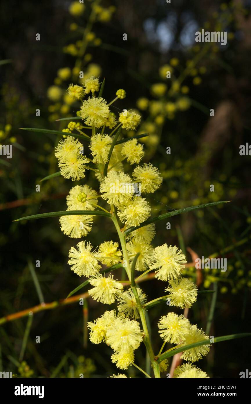Die Verbreitung von Wattle (Acacia Genistifolia) wurde in das Yarran Dheran Reserve eingeführt, als es aus der alten Mitcham-Spitze in Victoria, Australien, entstand. Stockfoto