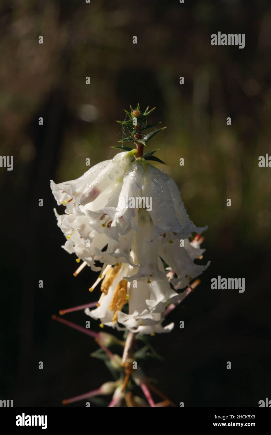 Gemeine Heide (Epacris Impressa) ist in den Wäldern Südaustraliens verbreitet und kommt mit roten oder weißen Blüten daher. Die weißen sind häufiger. Stockfoto