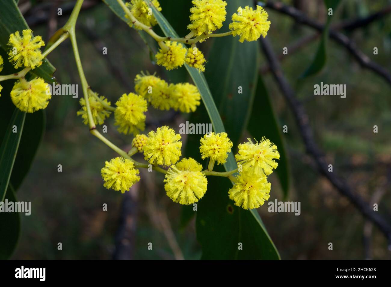 Zimtwattle (Acacia Leprosa) ist nicht so häufig wie einige andere Arten, aber immer noch gut zu sehen. Mullum Mullum Creek Reserve in Ringwood, Victoria. Stockfoto