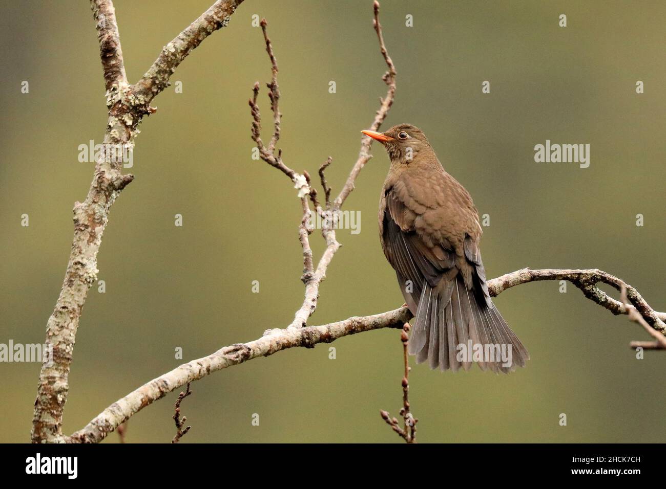 Weibchen Grau geflügelter Schwarzer Vogel, Turdus buolbuol, Sattal, Uttarakhand, Indien Stockfoto