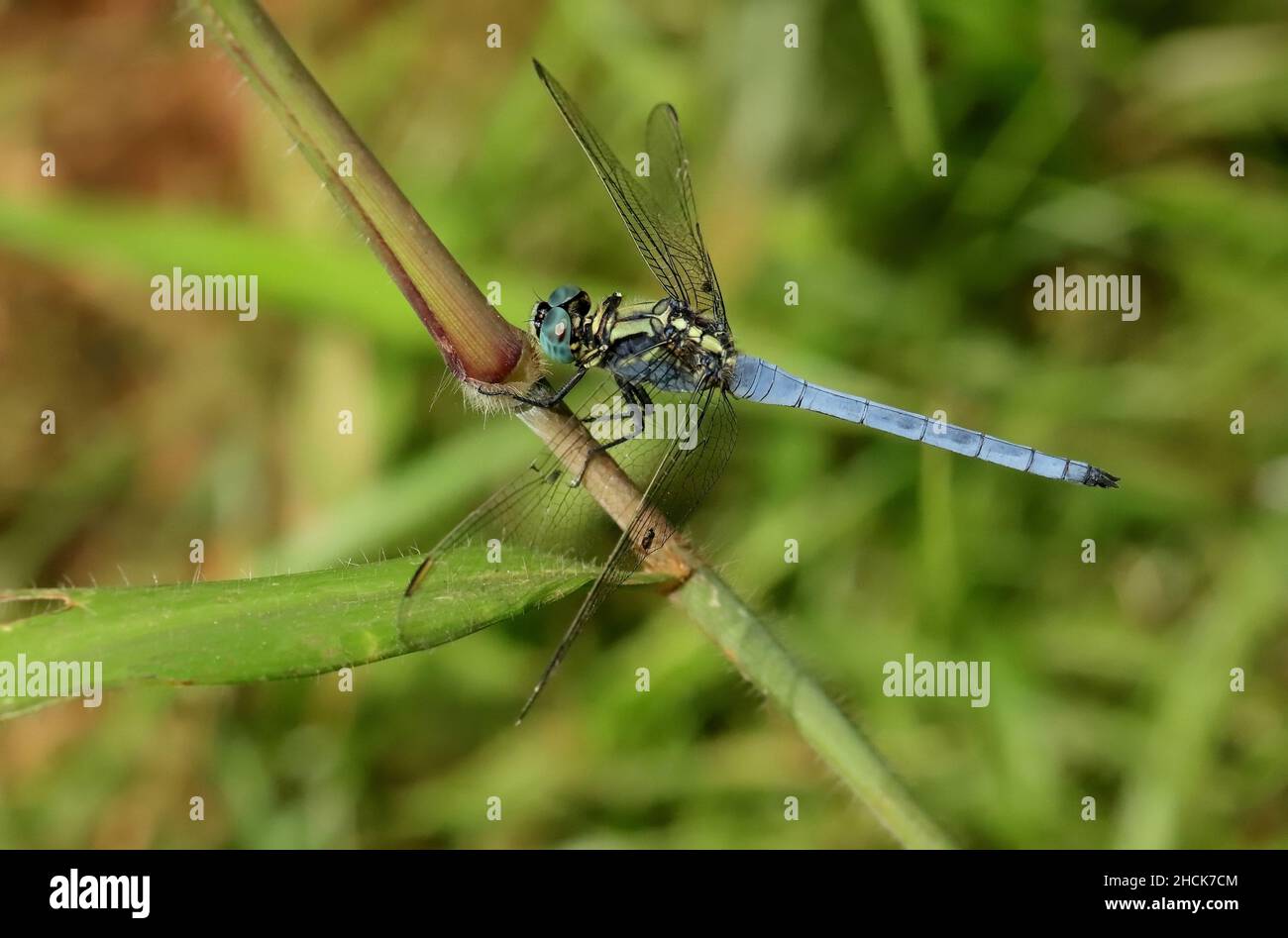 Tri Coloured Marsh Hawk, Orthetrum luzonicum, Sindhudurg, Maharashtra, Indien Stockfoto