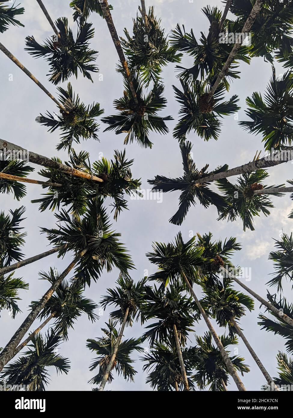 Areca Nuss Farm mit hohen Bäumen, Yellapura, Karnataka, Indien Stockfoto