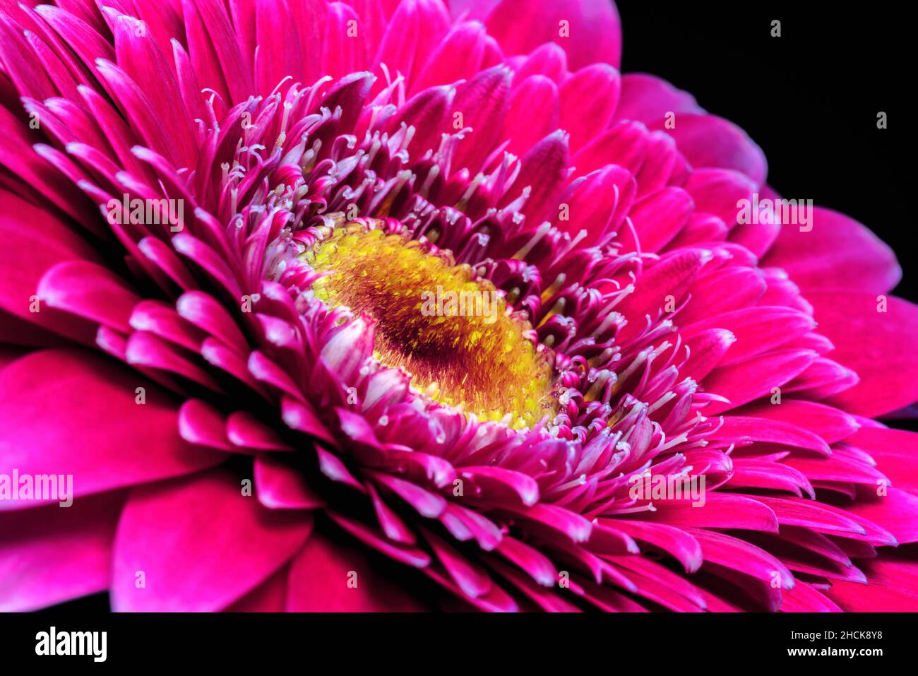 Gerbera Blume aus nächster Nähe, Makroblume. Stockfoto