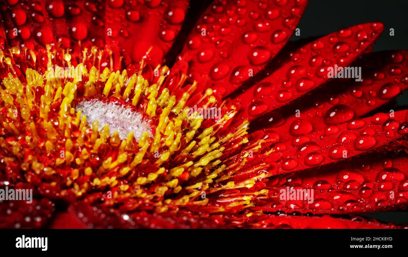 Gerbera Blume aus nächster Nähe, Makroblume. Stockfoto