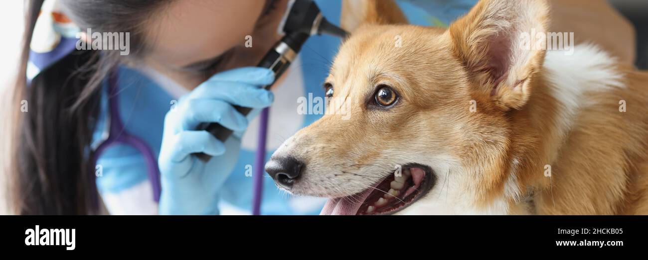 Arzt Tierarzt Untersuchung Ohr des kranken Hundes mit Otoskop in der Klinik Stockfoto