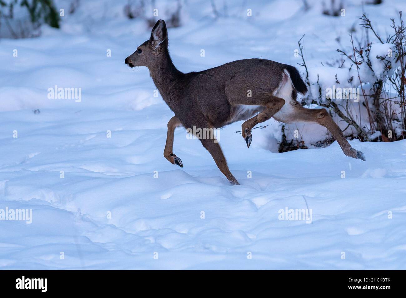 Weißschwanzhirse beim Laufen im Schnee. Oregon, Ashland, Cascade Siskiyou National Monument, Winter Stockfoto