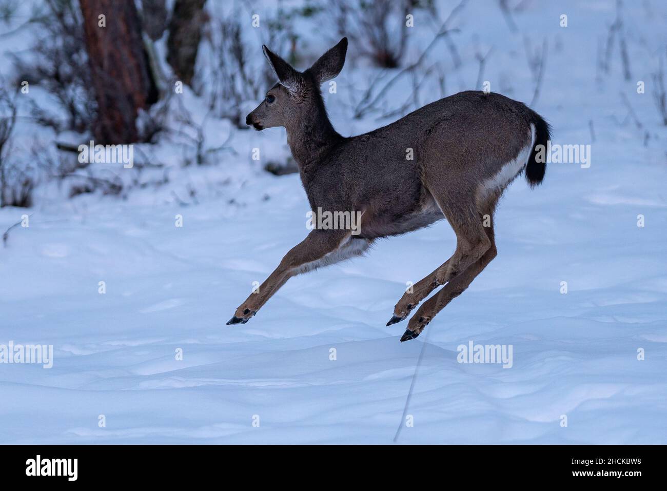 Weißschwanzhirse beim Laufen im Schnee. Oregon, Ashland, Cascade Siskiyou National Monument, Winter Stockfoto