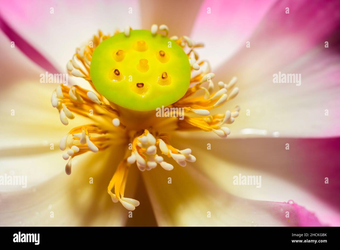 Makrofotografie der Lotusblume, Samenkapsel und Staubgefäße aus nächster Nähe. Stockfoto