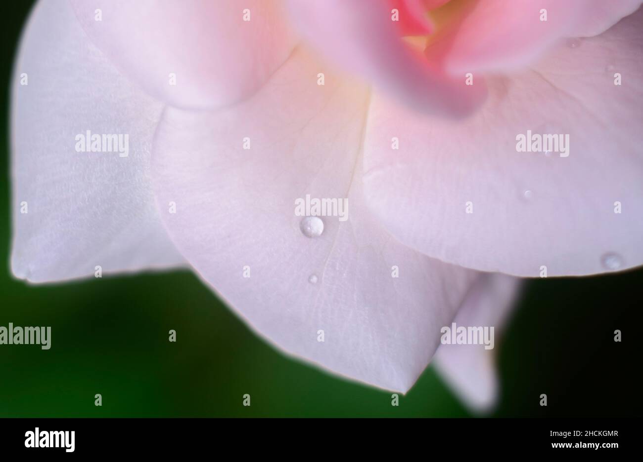 Wassertropfen auf einem zarten Rosenblütenblatt-Nahaufnahme-Makro. Konzept von Frische und Delikatesse. Stockfoto