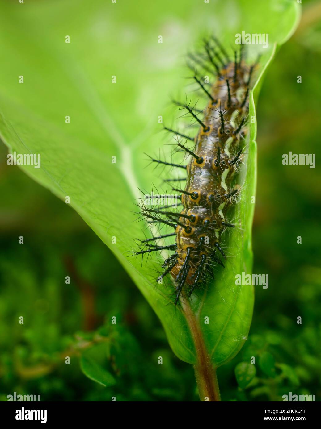 Gewöhnliche Leopardenlarve, die das Pflaumenblatt des Gouverneurs aus nächster Nähe frisst. Verschiedene Stufen der Metamorphose eines schönen Schmetterlings. Stockfoto