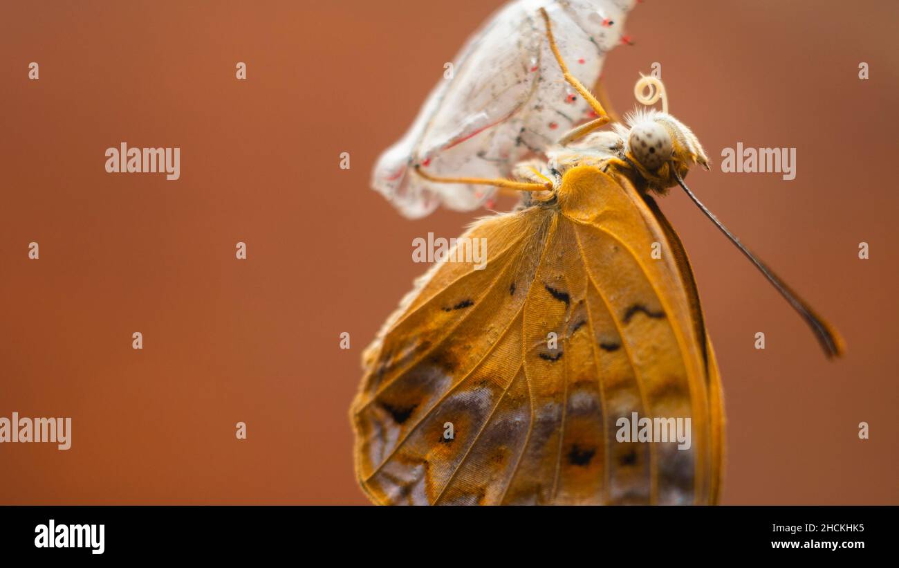 Gemeiner Leopardenschmetterling, der nach Abschluss der Metamorphose auftaucht. Ein wunderschöner Schmetterling hängt auf dem leeren Chrysalis-Gehäuse ein Nahaufnahme-Makrofotog Stockfoto